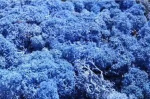 gros plan mousse stabilisée bleu lettres végétales