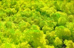 gros plan mousse stabilisée vert lettres végétales