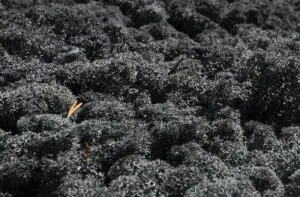 gros plan mousse stabilisée noir lettres végétales