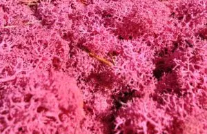 gros plan mousse stabilisée rose lettres végétales