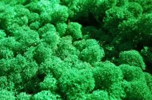 mousse-stabilisee-verte-nature